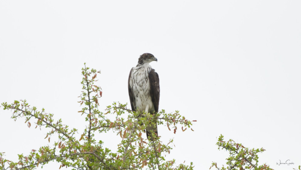 African Hawk Eagle Kruger Dec 2024.jpg